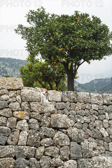 Citrus plantation and old stone wall, Fornalutx, Serra de Tramuntana, Majorca, Balearic Islands,