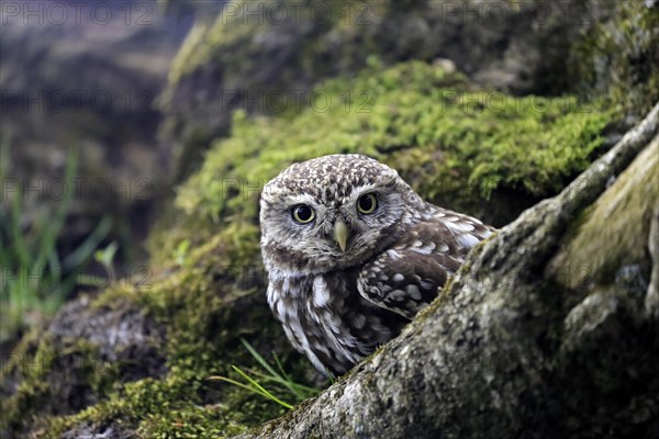 Little owl (Athene noctua), (Tyto alba), adult, on tree trunk, alert, portrait, Lowick,