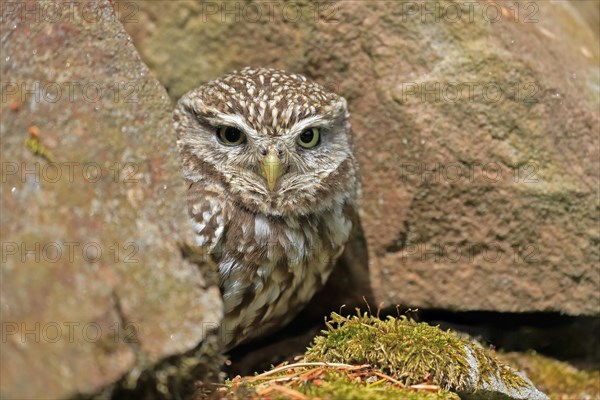 Little owl (Athene noctua), (Tyto alba), adult, at breeding den, alert, portrait, Lowick,