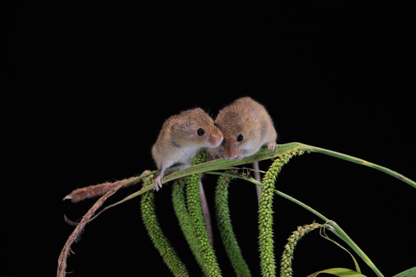 Eurasian harvest mouse (Micromys minutus), adult, two, pair, on plant stalks, spikes, foraging, at