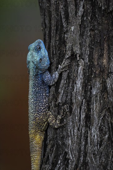 Blue-throated Agama (Acanthocercus atricollis), Madikwe Game Reserve, North West Province, South