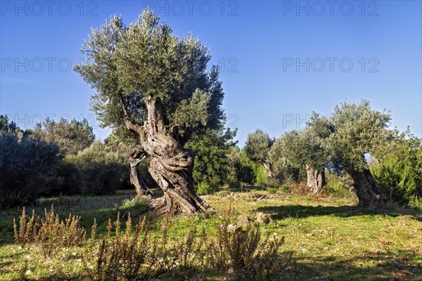 Golden sunlight casting shadows on olive trees with a clear blue sky above, Hiking tour from