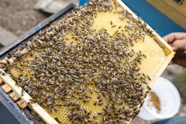Fantastic beehive producing honey, nature, man and bee, sweet honey, honeycomb, nectar, beekeeping,