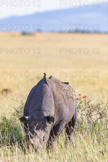 Black rhinoceros (Diceros bicornis) with Yellow-billed oxpecker (Buphagus africanus) on the back at