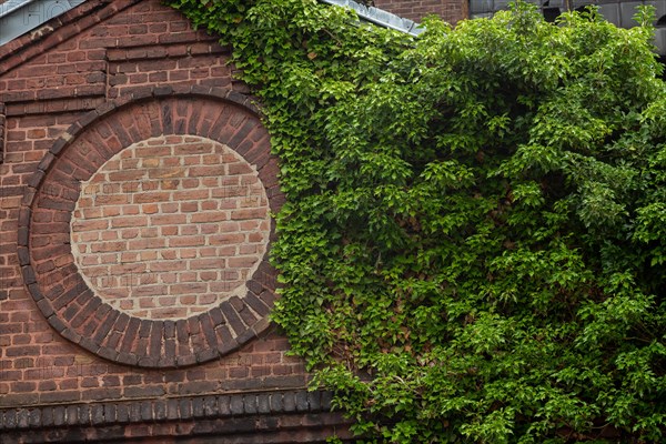 Ivy overgrows an old brick wall with a bricked-up window
