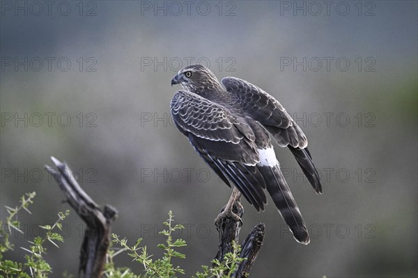 Silver Singing Goshawk, also known as pale chanting goshawk (Melierax canorus) juvenile, Madikwe