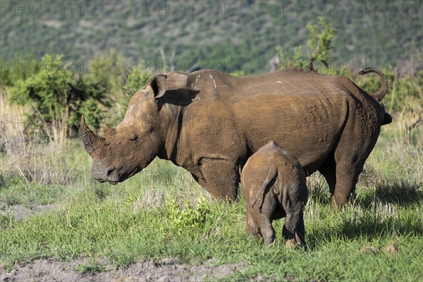 White rhinoceros (Ceratotherium simum) cow with baby, Madikwe Game Reserve, North West Province,