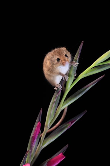 Eurasian harvest mouse (Micromys minutus), adult, on plant stem, flowering, foraging, at night,