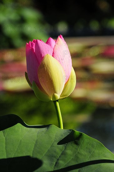 Bud of a pink lotus (Nelumbo), behind a large green leaf, Stuttgart, Baden-Wuerttemberg, Germany,
