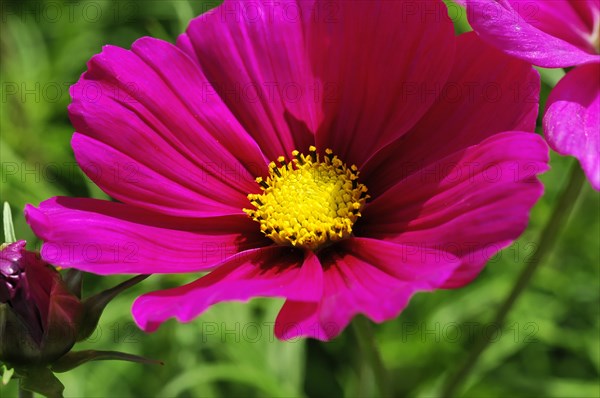 Close-up of a bright pink flower (Cosmea bipinnata), Cosmea, with yellow flower centre surrounded