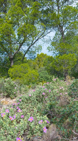 Wild carpet of flowers with many pink-coloured blossoms, whitish cistus (Cistus albidus) in the