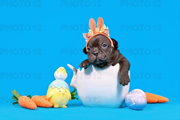 Cute black French Bulldog dog puppy with Easter bunny ears sitting in egg shell on blue background