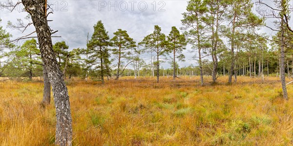 Broom common heather (Calluna Vulgaris) cross-leaved heath (Erica tetralix) and pines (Pinus),