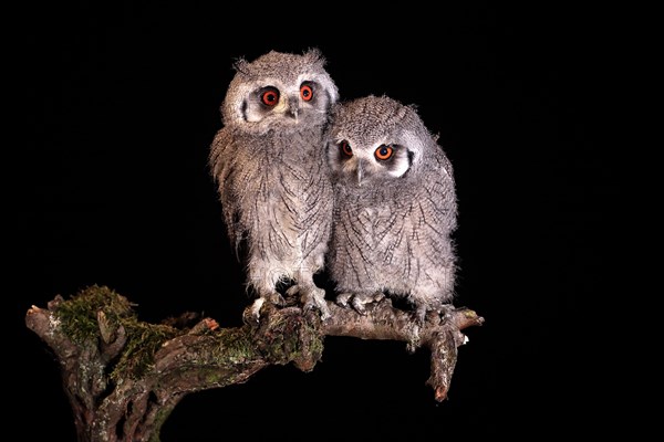 Southern white-faced owl (Ptilopsis granti), juvenile, two juveniles, siblings, at night, on guard,