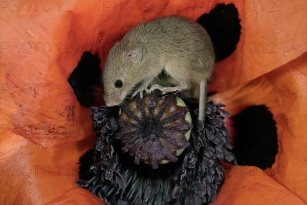 Common harvest mouse, (Micromys minutus), adult, on corn poppy, flower, foraging, at night,