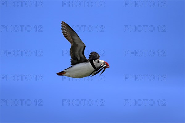 Puffin (Fratercula arctica), adult, flying, with sand eels, with food, Faroe Islands, England,