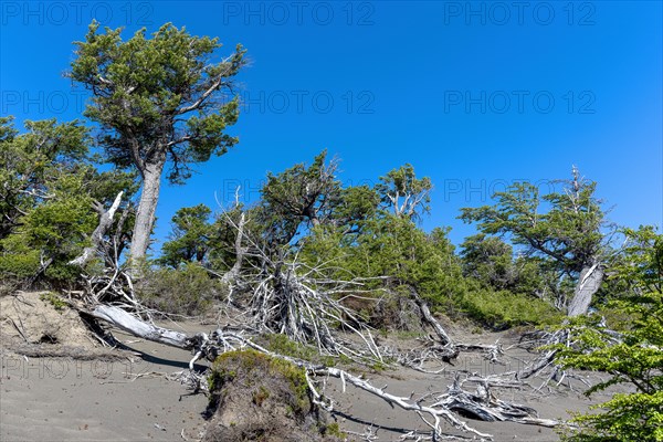 Riparian forest at Lago Grey, Torres del Paine National Park, Parque Nacional Torres del Paine,