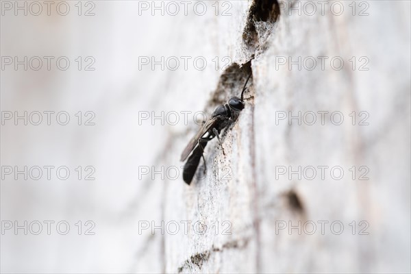 Potter's digger wasp (Trypoxylon figulus), in front of its nesting tunnel in dead wood, Harz