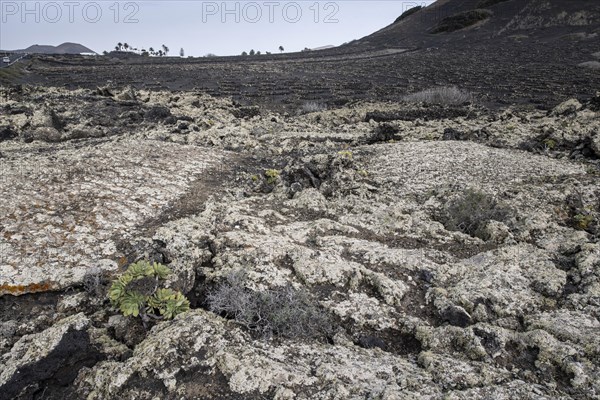 Lava landscape overgrown with lichens and succulents, in the background vineyards protected by dry