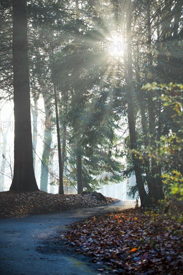 Winding path through a forest, foliage to the right and left of the path, at the end of the path it