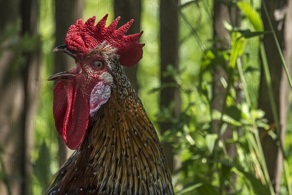 Crowing cock (Gallus) in the undergrowth, Mecklenburg-Western Pomerania, Germany, Europe