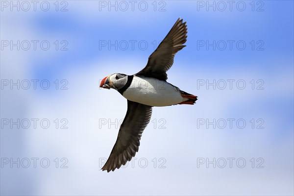 Puffin (Fratercula arctica), adult, flying, with sand eels, with food, Faroe Islands, England,