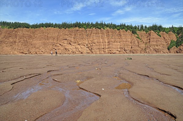 Wooded cliffs, red sandstone, beach at low tide, Five Islands Provincial Park, Fundy Bay, Nova