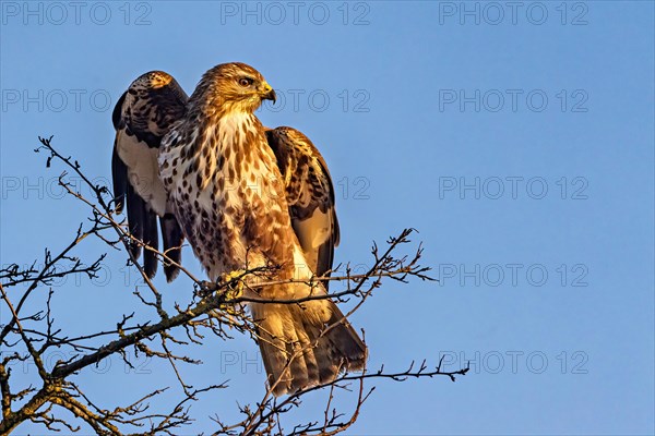 A rough-legged hawk perched on bare tree branches against a clear blue sky, Buteo buteo, Buzzard,