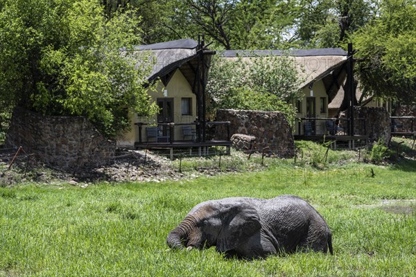 African elephant (Loxodonta africana) in front of Tau Lodge, Madikwe Game Reserve, North West