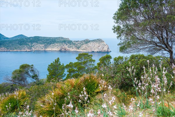 Peaceful coastal landscape with lush vegetation, pine trees (Pinus), knotted affodill (Asphodelus