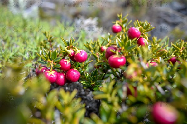 Red crowberry (Empetrum rubrum), typical of the Patagonian Andes, in Perito Moreno National Park,