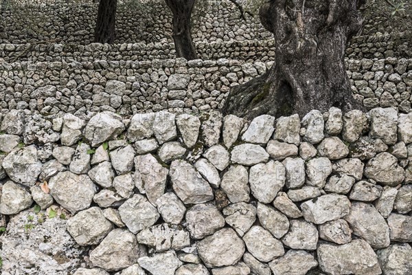 Olive trees and old stone wall, Fornalutx, Serra de Tramuntana, Majorca, Balearic Islands, Spain,