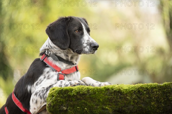 Domestic dog (Canis lupus familiaris), mixed-breed, male, animal welfare, animal welfare dog,