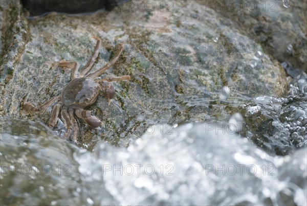Chinese mitten crab (Eriocheir sinensis), invasive species, neozoon, crabs, juvenile clings to a