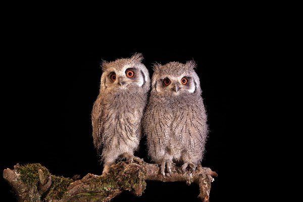 Southern white-faced owl (Ptilopsis granti), juvenile, two juveniles, siblings, at night, on guard,