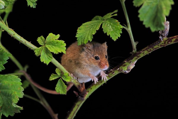 Eurasian harvest mouse (Micromys minutus), adult, on plant stalk, foraging, at night, Scotland,