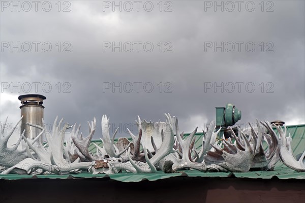 Antlers lying on a roof, hunting, Yukon Discvery Lodge, Alaska Highway, Yukon, Canada, North