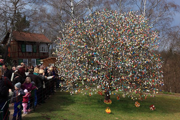 Many colourful Easter eggs on a tree, Easter custom, The Saalfeld Easter egg tree, an apple tree of