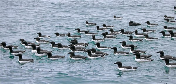 Flock of thick-billed murres, Bruennich's guillemots (Uria lomvia) swimming in the Arctic sea in