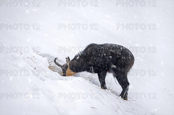 Alpine chamois (Rupicapra rupicapra) solitary male foraging on mountain slope during snow shower in