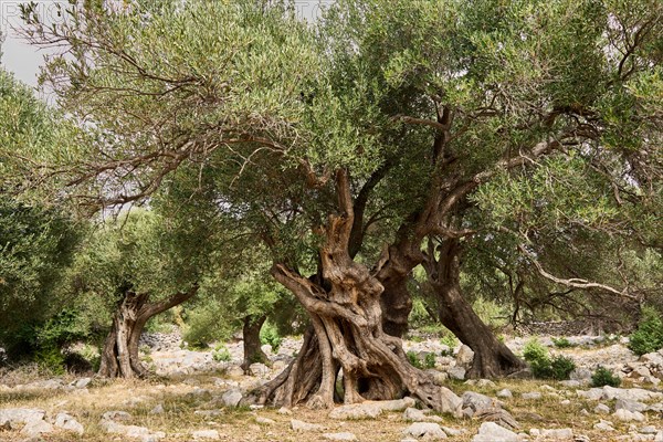Old, gnarled olive trees in the olive grove of Lun, Vrtovi Lunjskih Maslina, Wild olive (Olea