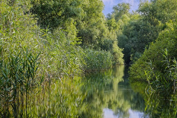 Waterway at Lacul Isac in the UNESCO Danube Delta Biosphere Reserve. Munghiol, Tulcea, Romania,
