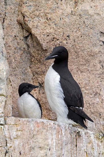Thick-billed murre, Bruennich's guillemot (Uria lomvia) parent with chick on rock ledge in cliff,