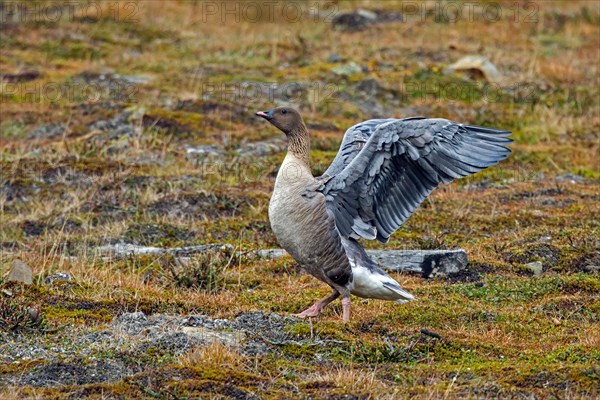 Pink-footed goose (Anser brachyrhynchus) flapping wings on the tundra in summer, Svalbard,