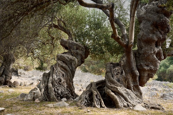 Old, gnarled olive trees in the olive grove of Lun, Vrtovi Lunjskih Maslina, Wild olive (Olea