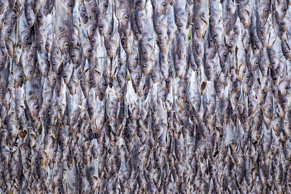 Lofoten, Norway. Solvaer, Nordland province. Stockfish, air-drying on open-air racks, Svolvaer,