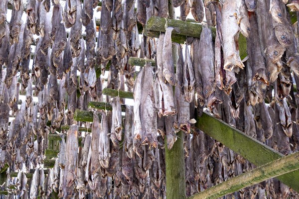 Lofoten, Norway. Solvaer, Nordland province. Stockfish, air-drying on open-air racks, Svolvaer,