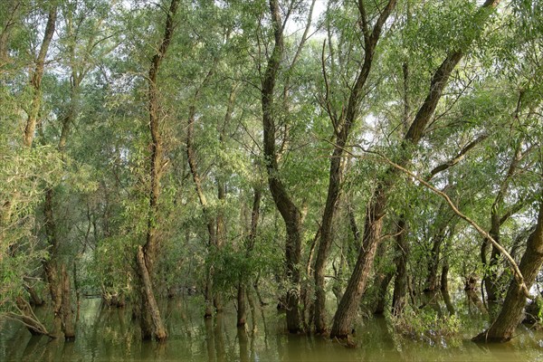 Willows grow in the water at a water arm in the UNESCO Danube Delta Biosphere Reserve. Munghiol,
