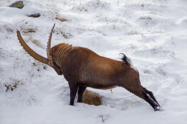Alpine ibex (Capra ibex) male with large horns stretching hind limbs on mountain slope covered in