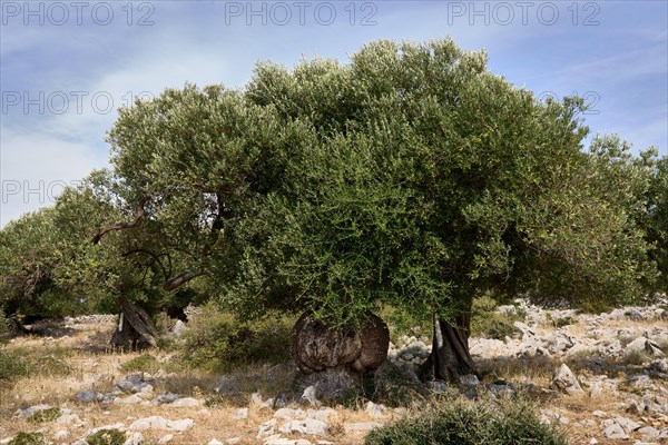 Old, gnarled olive trees in the olive grove of Lun, Vrtovi Lunjskih Maslina, Wild olive (Olea